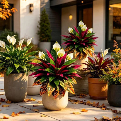 Autumn-themed garden arrangement featuring artificial peace lilies, red dracaena, and orange croton