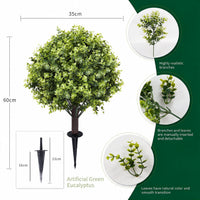 Green Eucalyptus