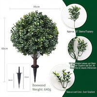 Boxwood
