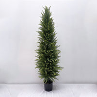 XT-150/P 150cm Cedar (Potted)