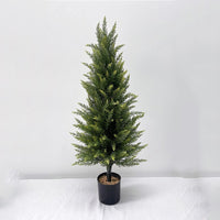 XT-90/P 90cm Cedar (Potted)