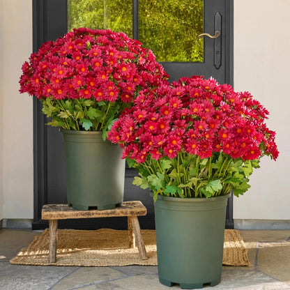 Artificial Outdoor Sunset Mums Flowers - UVresistant, Waterproof, Windproof
