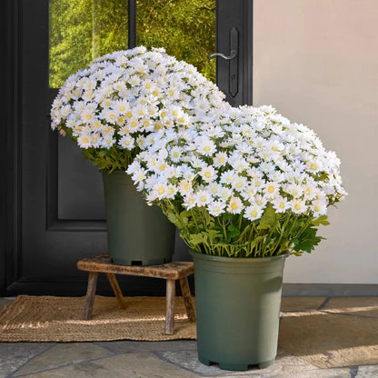 Artificial Outdoor Sunset Mums Flowers - UVresistant, Waterproof, Windproof
