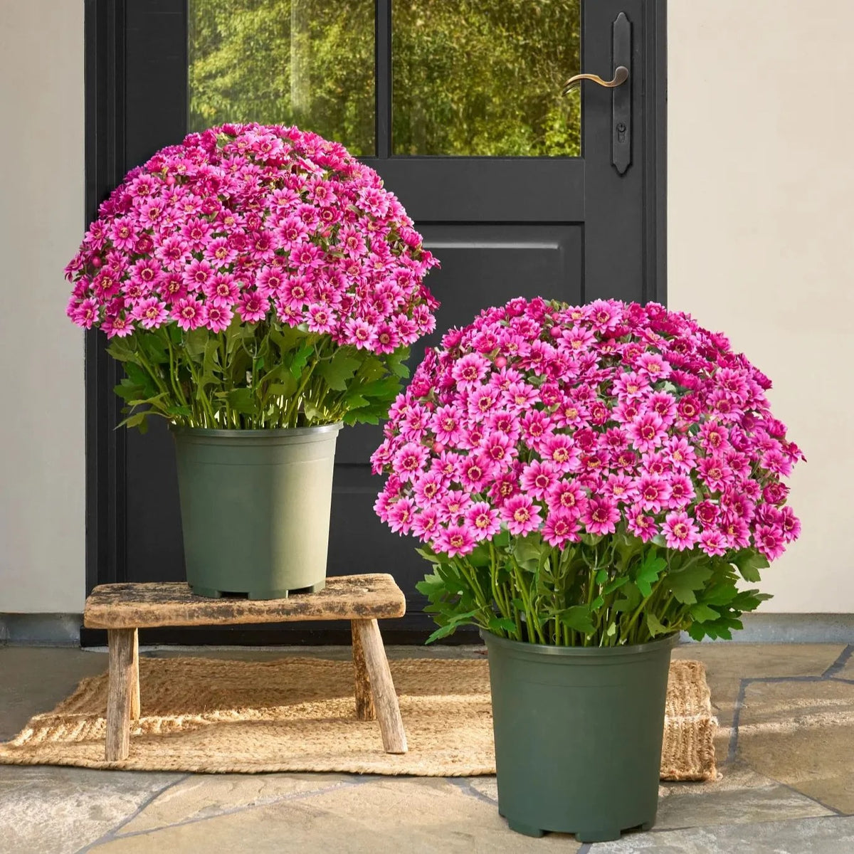 Artificial Outdoor Sunset Mums Flowers - UVresistant, Waterproof, Windproof