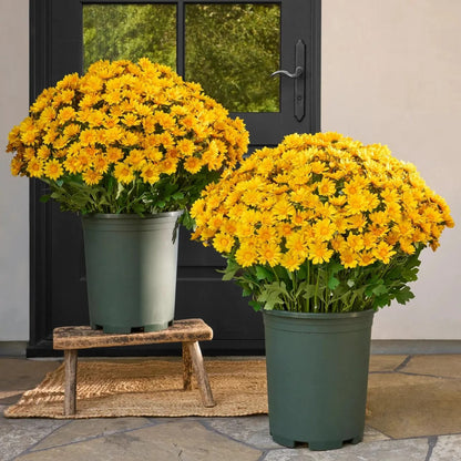 Artificial Outdoor Sunset Mums Flowers - UVresistant, Waterproof, Windproof