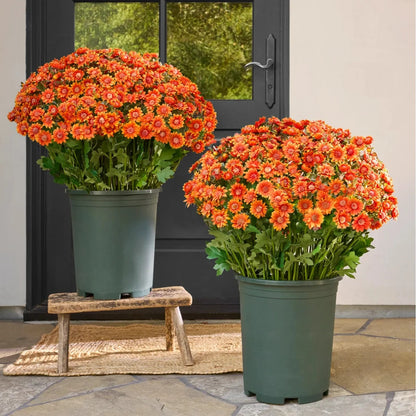 Artificial Outdoor Sunset Mums Flowers - UVresistant, Waterproof, Windproof