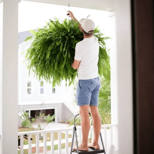 🔥 🌱 UV-Resistant Lifelike Artificial Boston Fern🌱