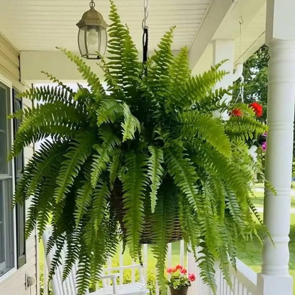 🔥 🌱 UV-Resistant Lifelike Artificial Boston Fern🌱