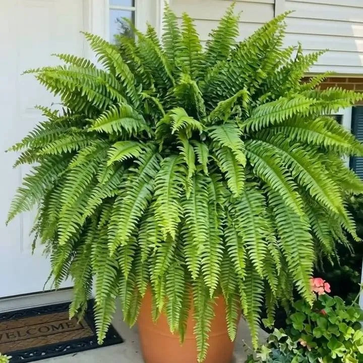 🔥 🌱 UV-Resistant Lifelike Artificial Boston Fern🌱