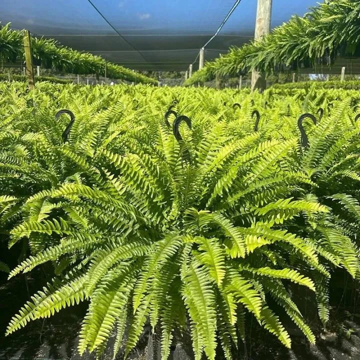 🔥 🌱 UV-Resistant Lifelike Artificial Boston Fern🌱